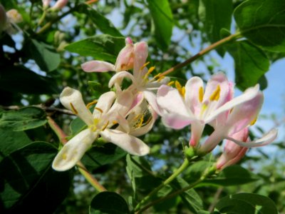 20140407Lonicera_xylosteum5