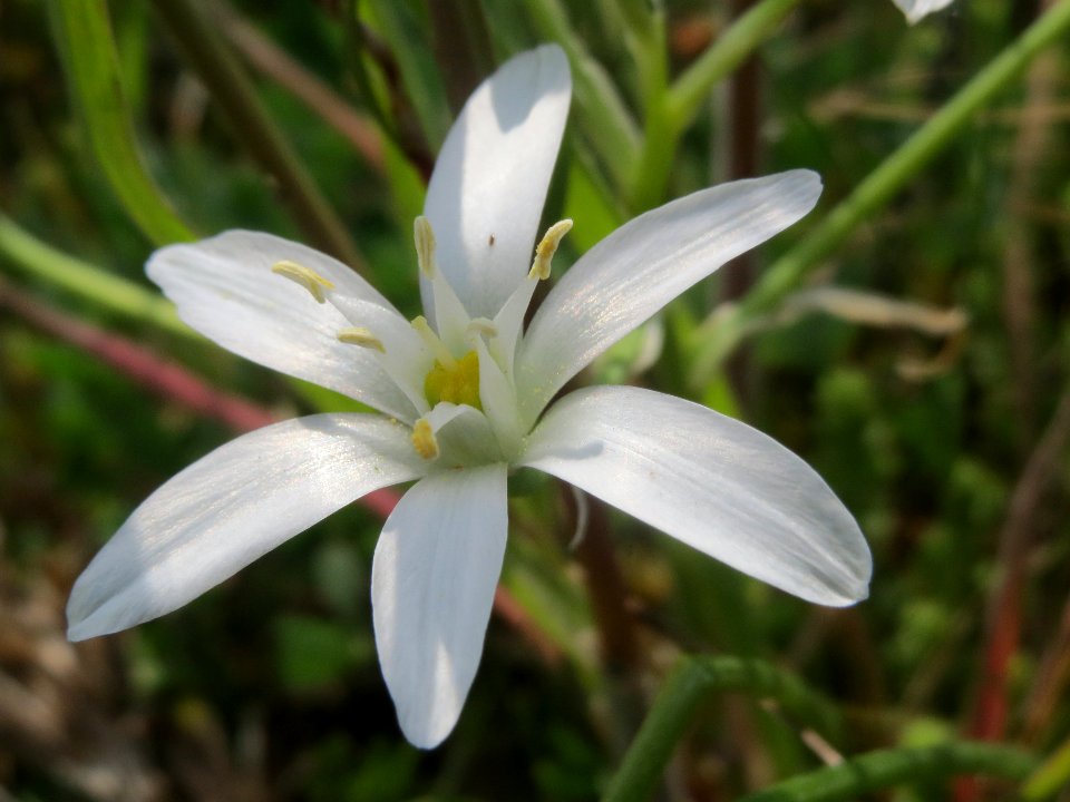 20140420Ornithogalum_umbellatum4