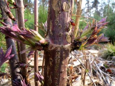 20140327Sambucus_racemosa9