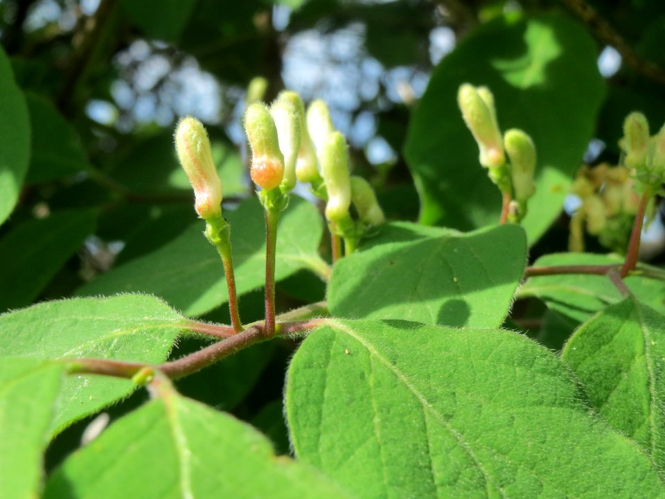 20140407Lonicera_xylosteum1