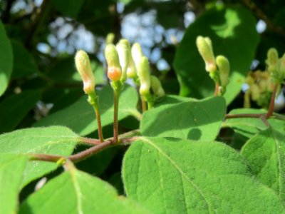 20140407Lonicera_xylosteum1