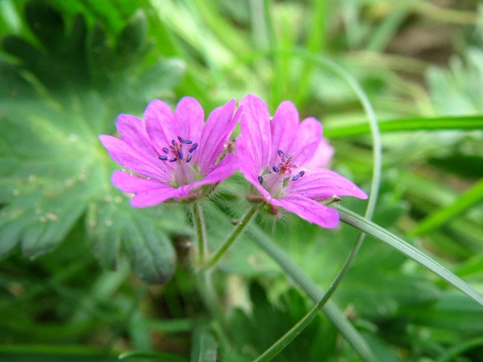 20140407Geranium_molle1