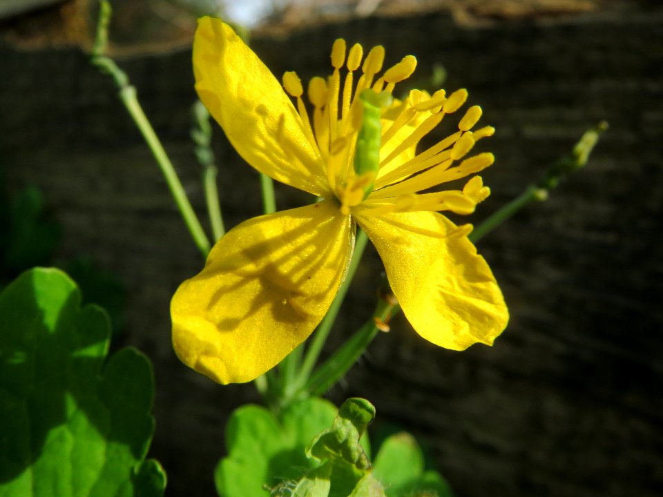 20140327Chelidonium_majus1