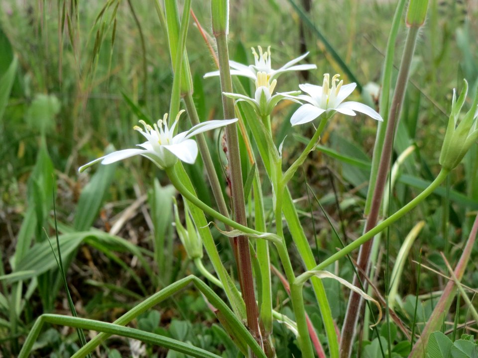 20140420Ornithogalum_umbellatum5
