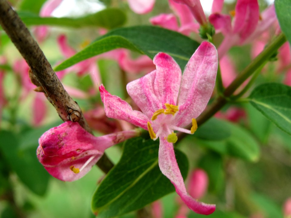 20140407Lonicera_tatarica7