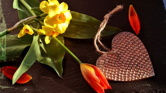 Affection gift tulip