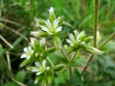 20140407Cerastium_glomeratum1