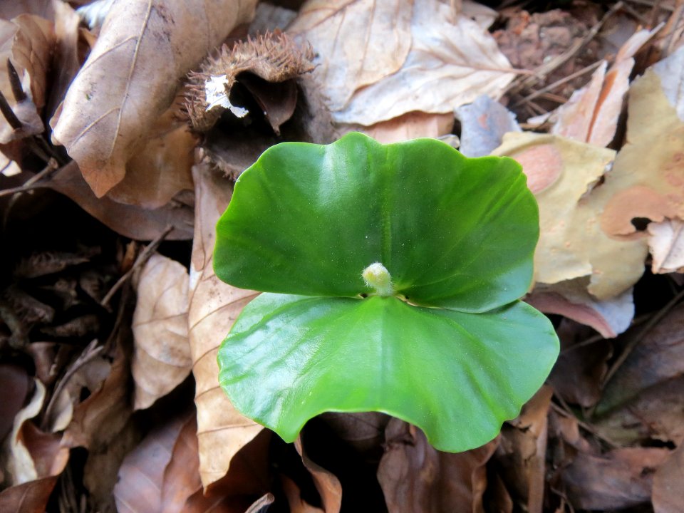 20140327Fagus_sylvatica3