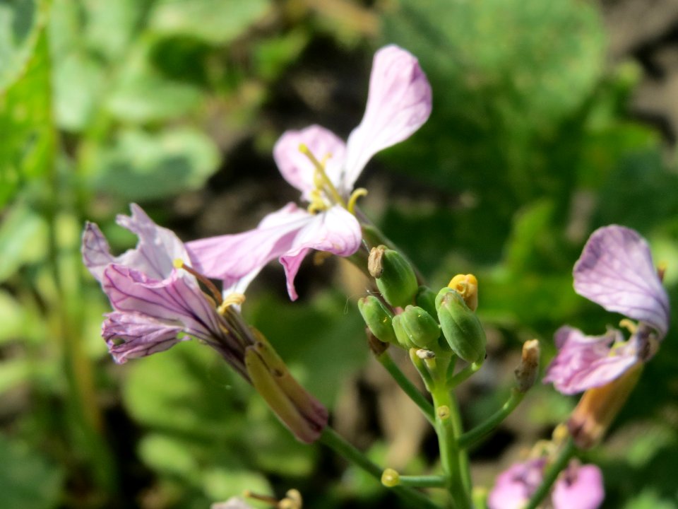 20140420Raphanus_sativus7