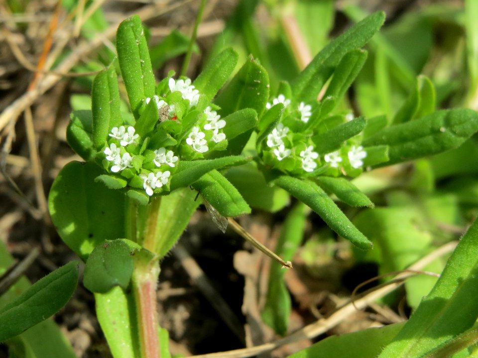 20140406Valerianella_locusta
