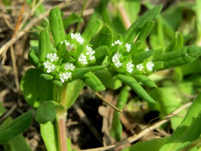 20140406Valerianella_locusta