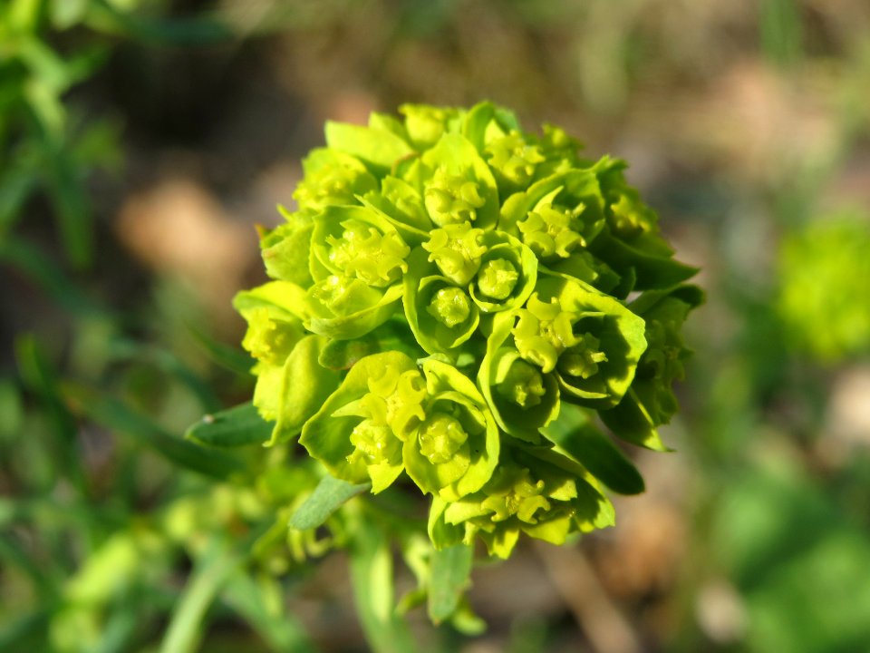 20140327Euphorbia_cyparissias1
