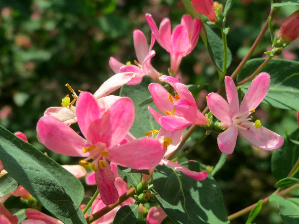 20140406Lonicera_tatarica01