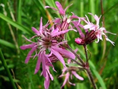 20140420Lychnis_flos-cuculi2