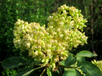 20140406Sambucus_racemosa8