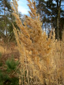 20140327Calamagrostis_epigejos2