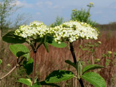 20140406Viburnum_lantana04