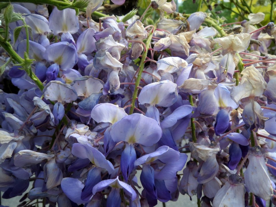 20140420Wisteria_floribunda3