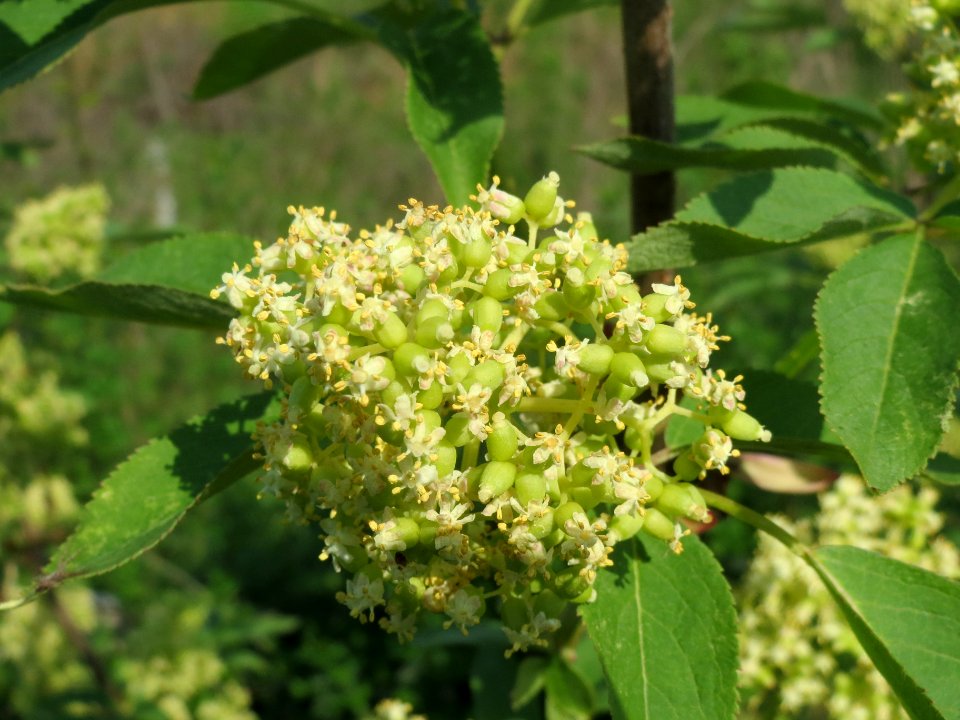 20140406Sambucus_racemosa6