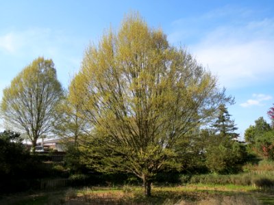 20140327Carpinus_betulus1