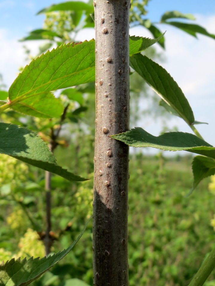 20140406Sambucus_racemosa5