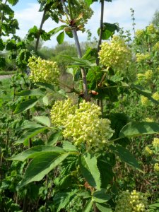 20140406Sambucus_racemosa4