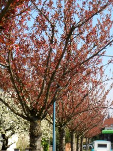 20140328Prunus_serrulata01