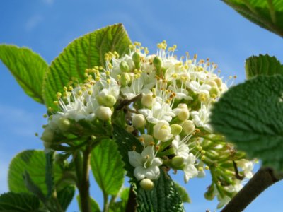 20140406Viburnum_lantana07