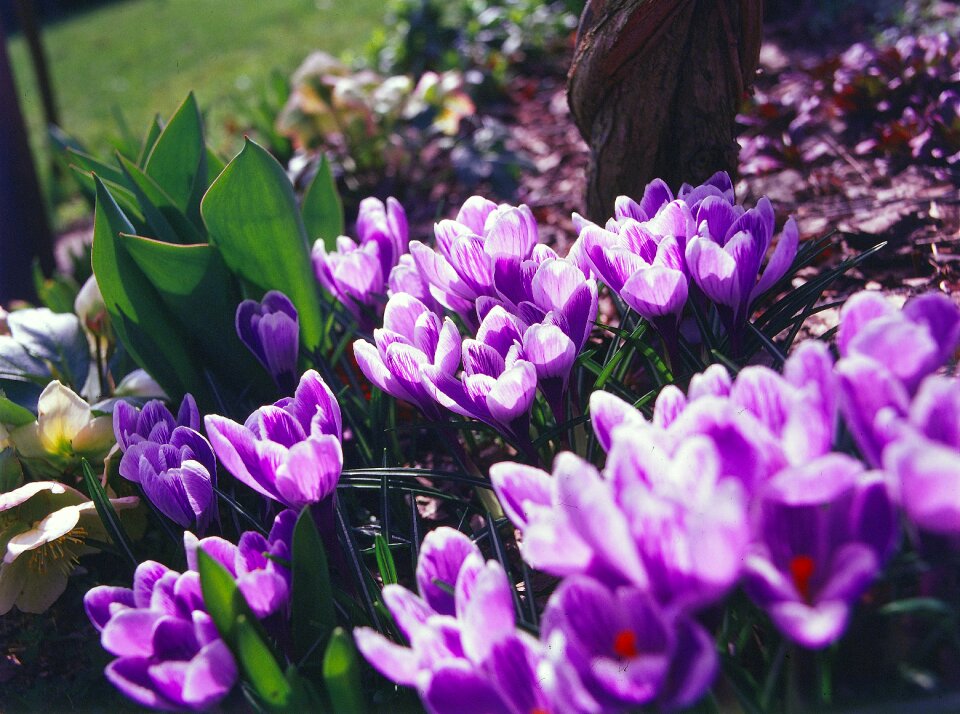 Purple blossom garden