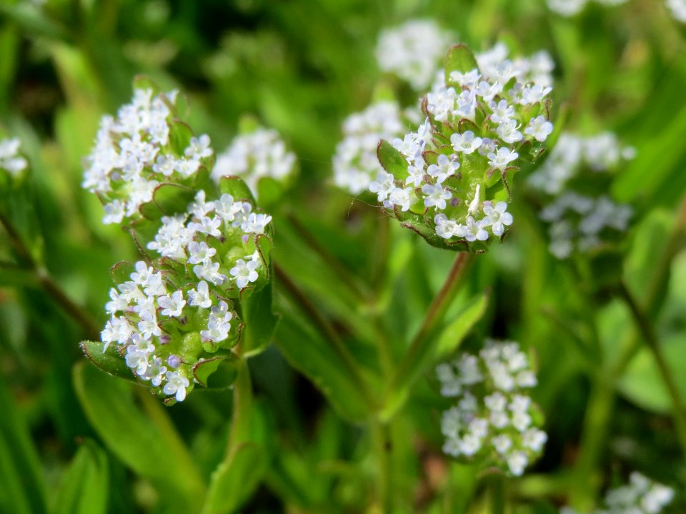 20140418Valerianella_locusta