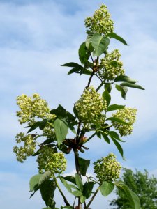 20140406Sambucus_racemosa1