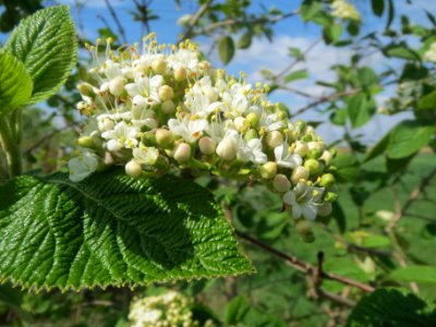 20140406Viburnum_lantana08
