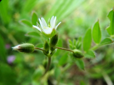 20140407Cerastium_semidecandrum2