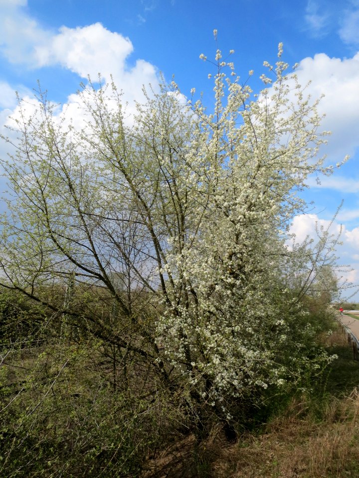 20140326Prunus_avium1