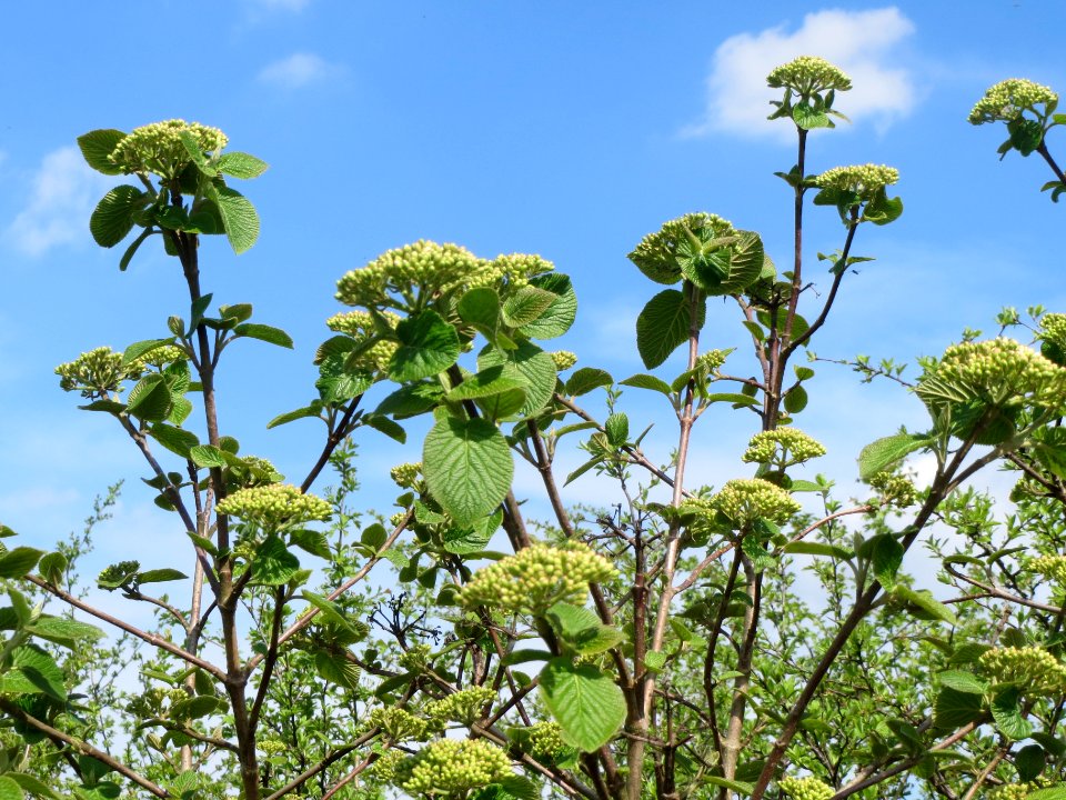 20140406Viburnum_lantana02