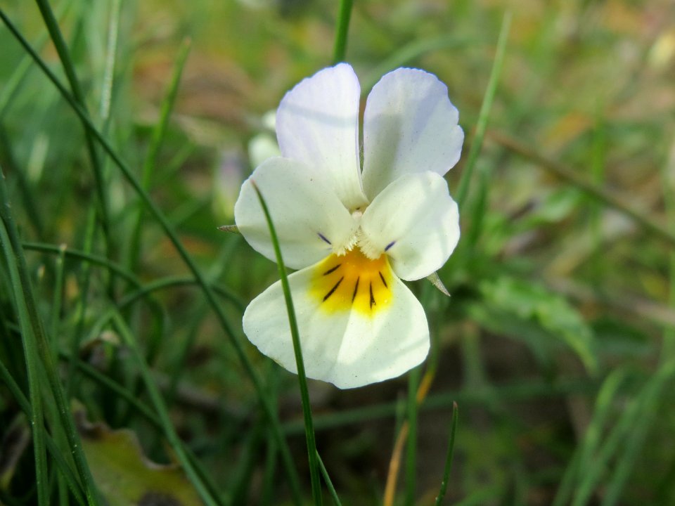 20140420Viola_arvensis