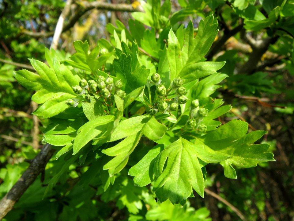 20140326Crataegus_monogyna2