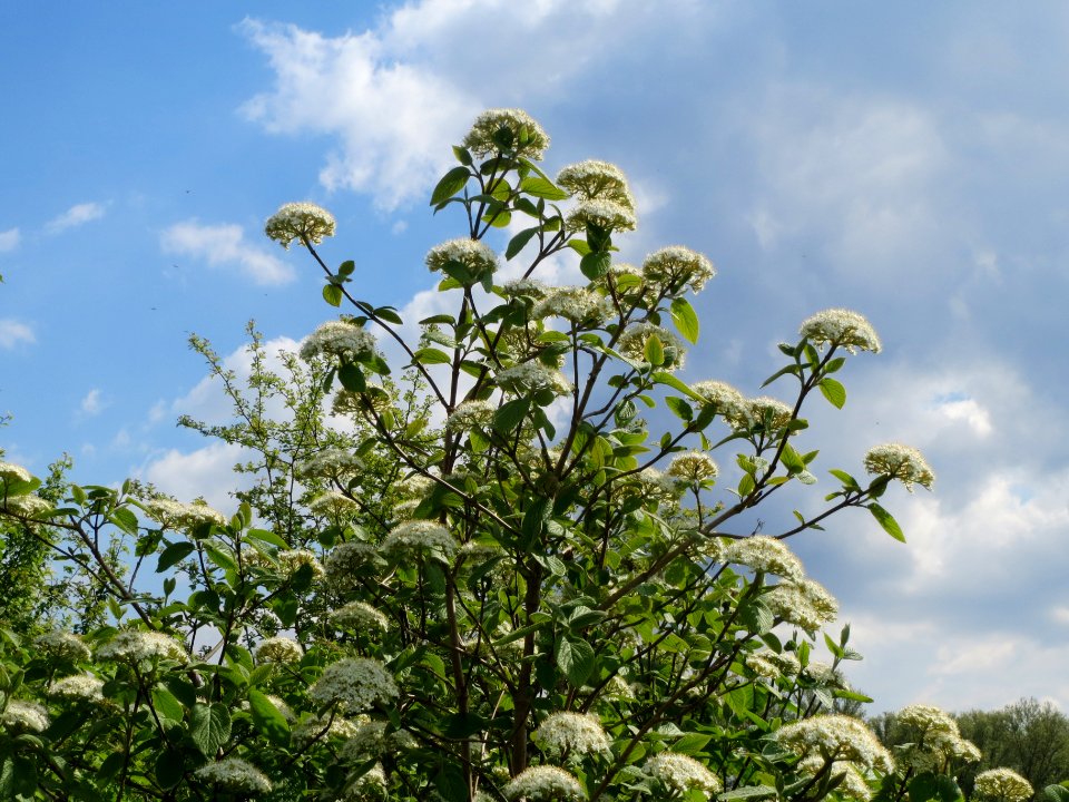 20140420Viburnum_lantana2