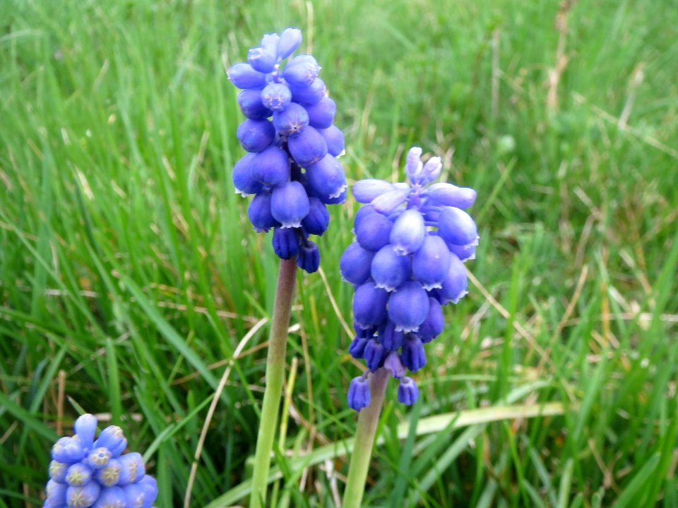 20140326Muscari_armeniacum3