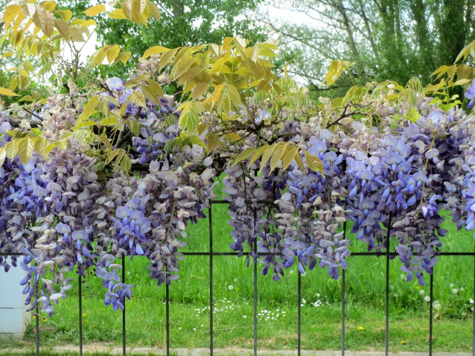 20140420Wisteria_floribunda1