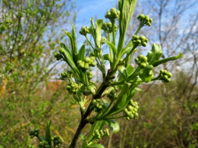 20140326Euonymus_europaeus