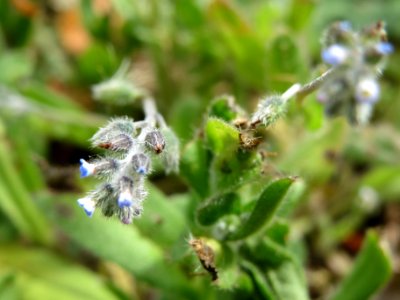 20140418Myosotis_arvensis4