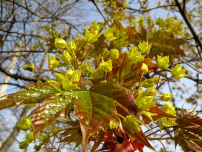 20140331Acer_platanoides4