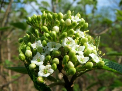 20140406Viburnum_lantana06