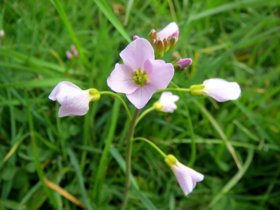 20140331Cardamine_pratensis1