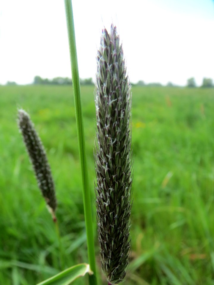 20140419Alopecurus_pratensis3
