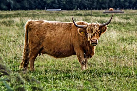 Agriculture horns shaggy