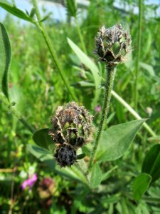 20140406Centaurea_scabiosa4