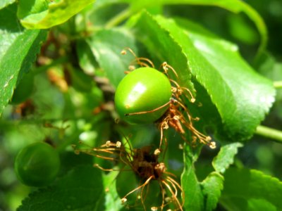 20140406Prunus_cerasifera2