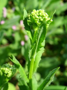 20140406Lepidium_draba4